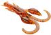Rapujigi Angry Crayfish RACZEK Mikado 7 cm, 3 kpl, väri: 350